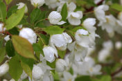 雨点中的苹果花