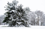 冬天的风景有常青树和新鲜的雪