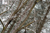 冬天的风景有常青树和新鲜的雪