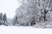 冬天的风景有常青树和新鲜的雪