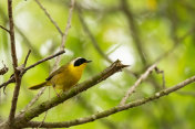 男性常见Yellowthroat