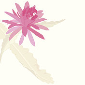 粉红色的花的热带 粉红色的花的热带