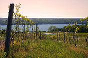 葡萄藤-塞内卡湖葡萄酒小径，纽约