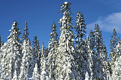 冬天的一天，Trysil，古老的挪威云杉被白雪覆盖