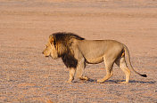 黑鬃狮在喀拉哈里沙漠行走