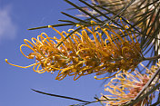 Grevillea /格雷维尔