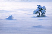 白雪皑皑的松树