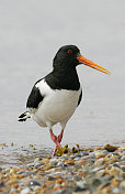 捕牡蛎者(oematopus ostralegus)