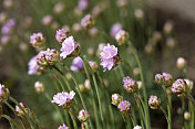 节俭（阿米里亚・马里蒂玛）