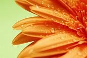 非洲菊花瓣上覆盖着水滴