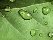 带雨滴的叶子