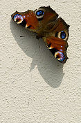 墙上的孔雀蝴蝶