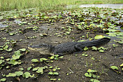 沼泽中的短吻鳄