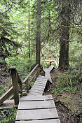 太平洋沿岸热带雨林的木板路，托菲诺，温哥华岛。
