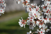 杏仁花（Prunus dulcis）