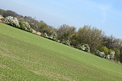 春天的田野上，新的小麦和树木在地平线上