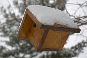 有雪的家鹪鹩