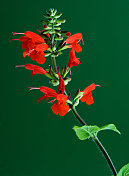 猩红鼠尾草(Salvia coccinea)
