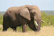 非洲雄性大象