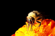 大黄蜂在万寿菊