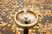 秋天自动饮水器