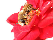 红玫瑰上孤独的蜜蜂