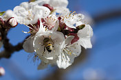 蜜蜂和樱花