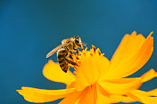 一只蜜蜂在黄花上。