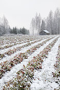 雪下的草莓田