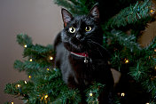 低调的黑猫躺在圣诞树的树枝上
