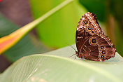 蓝蝶蝶 (Morpho peleides)