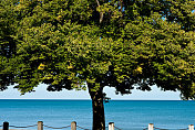 树和密歇根湖