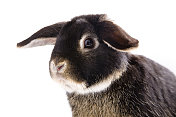 兔子系列