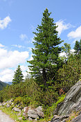 以瑞士松(Pinus cembra)为主的高山景观