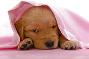 小狗在粉红色的婴儿毯子下打盹