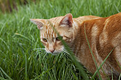 草丛中的橙色猫