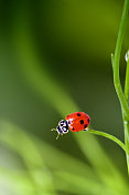 小瓢虫，小瓢虫在圆润的绿色场景中