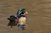 男性Woodduck