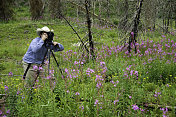 自然摄影师与相机和三脚架拍摄野花