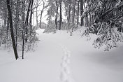 新鲜的雪路