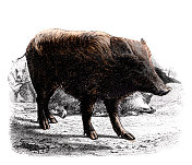 19世纪的野猪彩绘版画