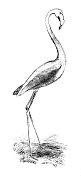 19世纪的火烈鸟雕刻