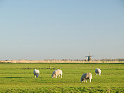 荷兰的羊