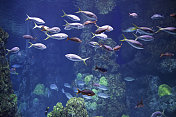 马尔代夫的鱼类水下潜水