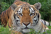 一个美丽的老虎直接看着相机的肖像