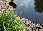 池塘边的百合花