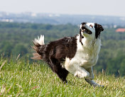 老边境牧羊犬