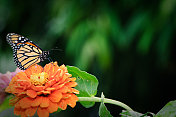桔黄色百日草上的帝王蝶。