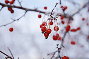 结霜的树上结着红浆果。