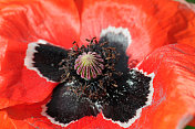 红色罂粟种子的细节- rohnblume mit Samen